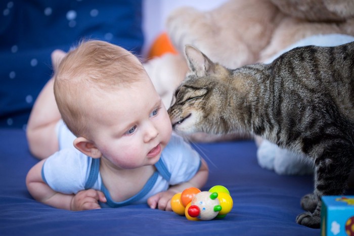 赤ちゃんにキスする猫