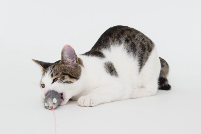 ネズミのおもちゃを噛む猫