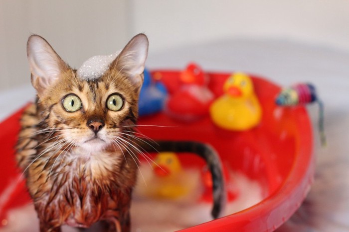 赤い桶でシャンプーされる猫