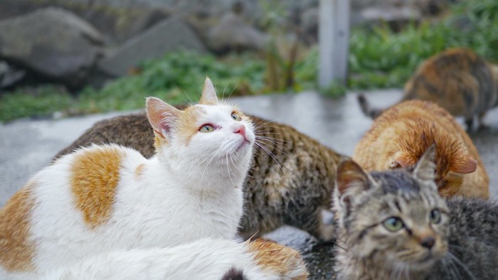 猫島の猫たち