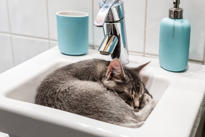 洗面台でくつろぐ猫