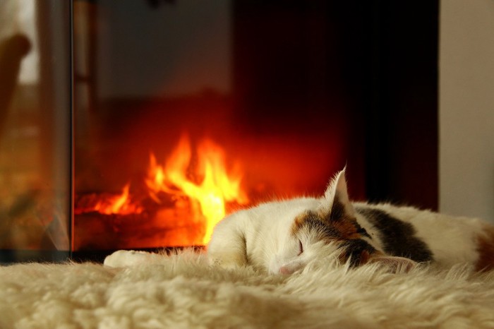 暖炉の火にあたっている猫