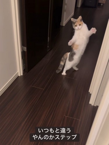 後ろ足で立つ猫