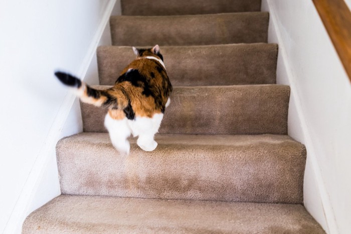 逃げて階段を駆け上がる猫