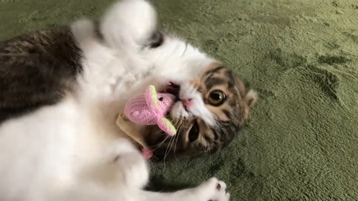 おもちゃをかじる猫