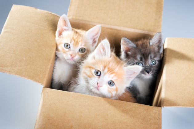 箱に入る3匹の子猫