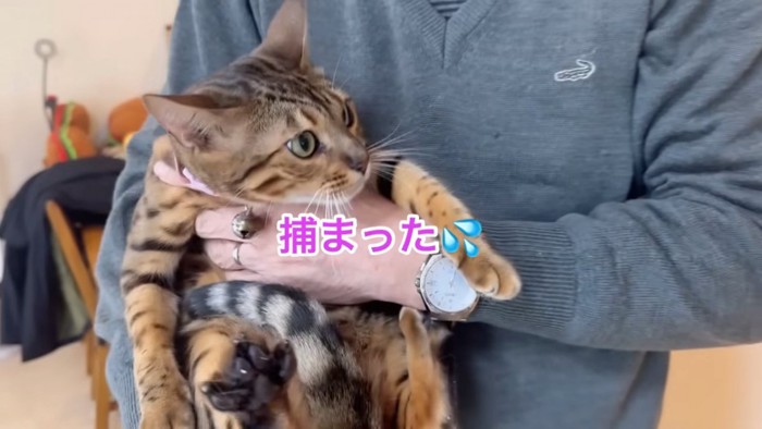 抱っこされるピンクの首輪の猫