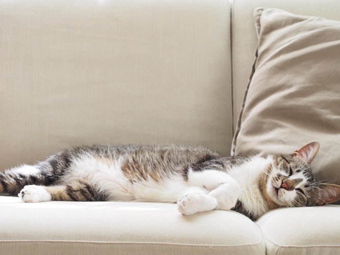 ソファで横たわる猫