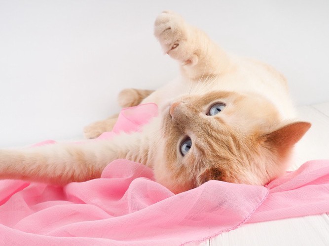ピンクの布の上で寝転ぶ猫