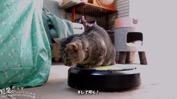 ロボット掃除機の端に乗る猫