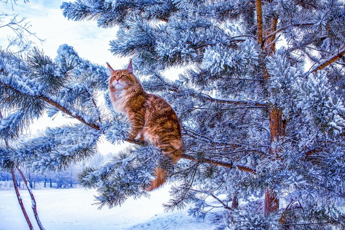 雪の積もった木に座る猫