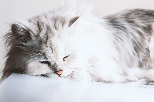 眠るペルシャ猫