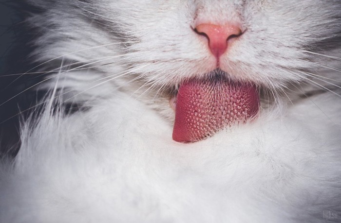 白い猫の舌
