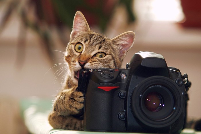 カメラに噛み付く猫