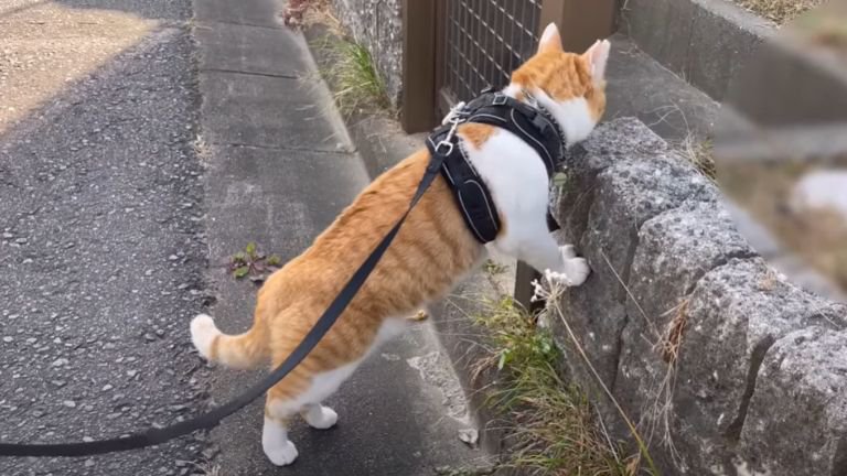 ハーネストを付けて散歩している猫