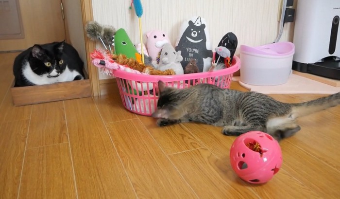 おもちゃ箱を覗き込む猫