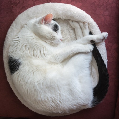 クッションの上で丸くなる白い猫