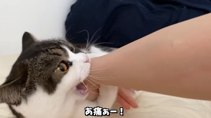 人の腕を噛む猫