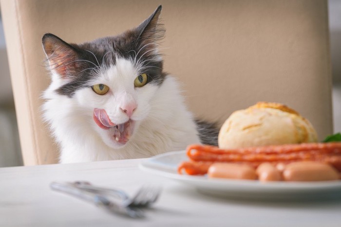 人の食べ物を狙う猫