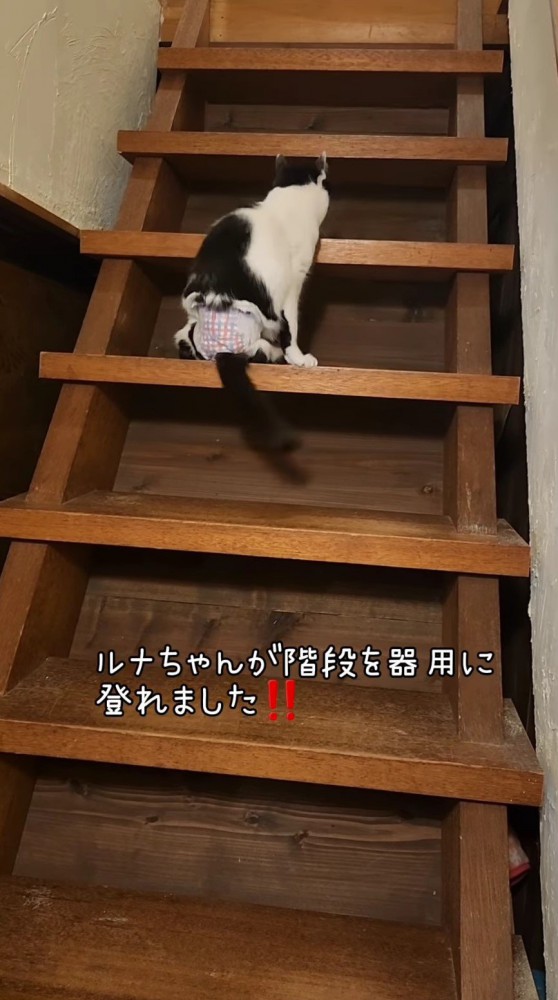 階段を上る猫4