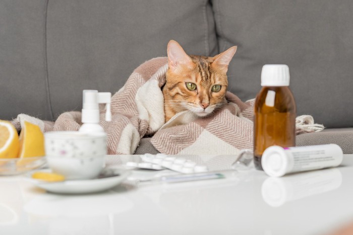 薬を飲んで療養する猫