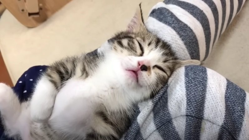 ヘソ天でぐっすり眠る子猫