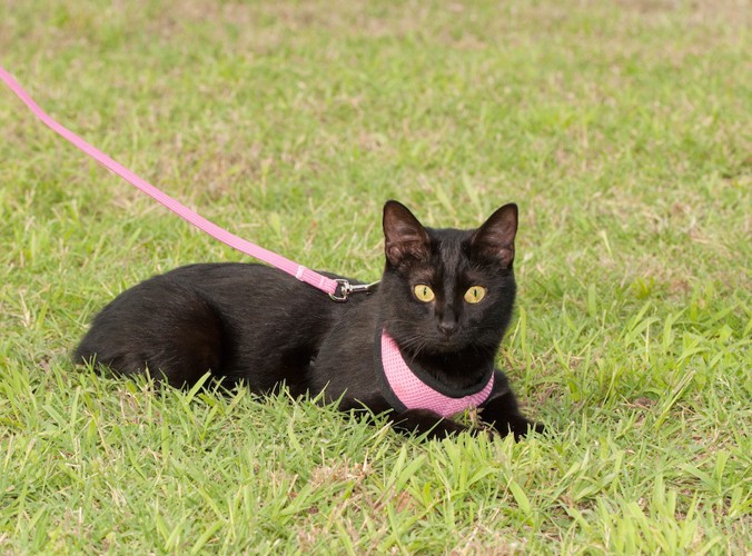 芝生でくつろぐピンクのハーネスをつけた黒猫