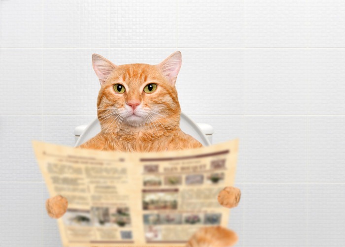 新聞を読みながら便器に座る猫
