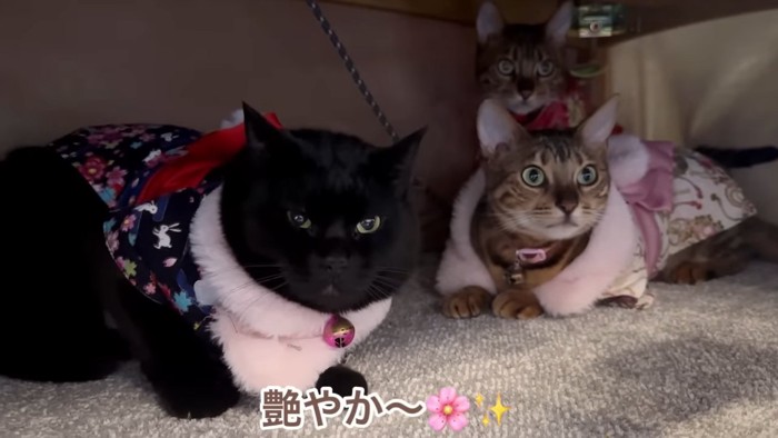 振り袖の3匹の猫