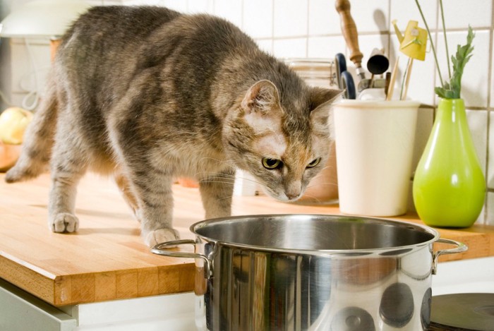 鍋を覗く猫