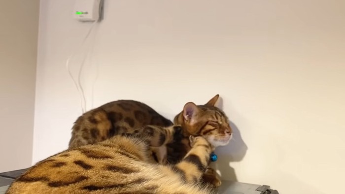 青い鈴を付けた猫の顔を触る猫