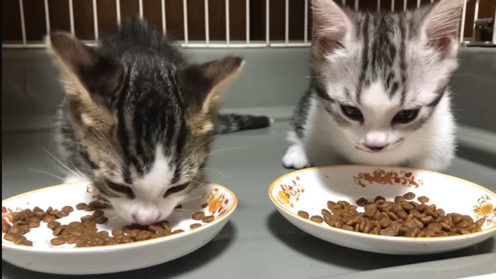 食べている子猫と正面を向いている子猫