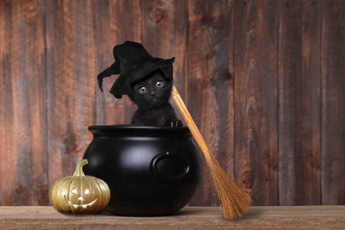 魔女の格好をした黒猫