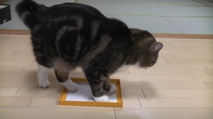 箱の中で立つ猫