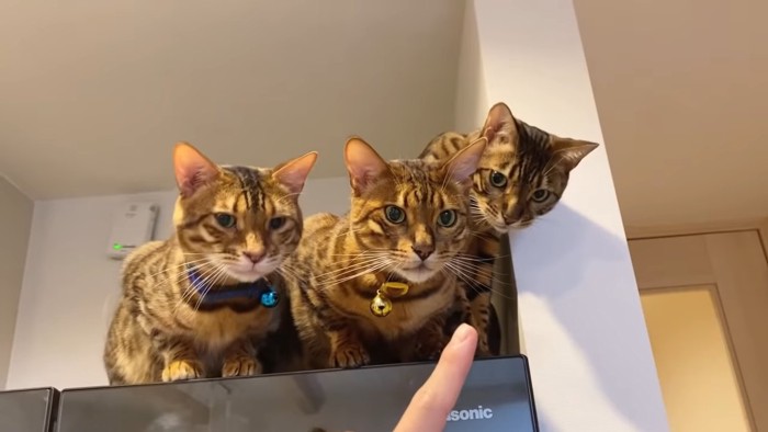 並ぶ3匹の猫