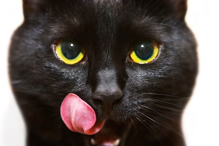舌なめずりをする黒猫の顔アップ