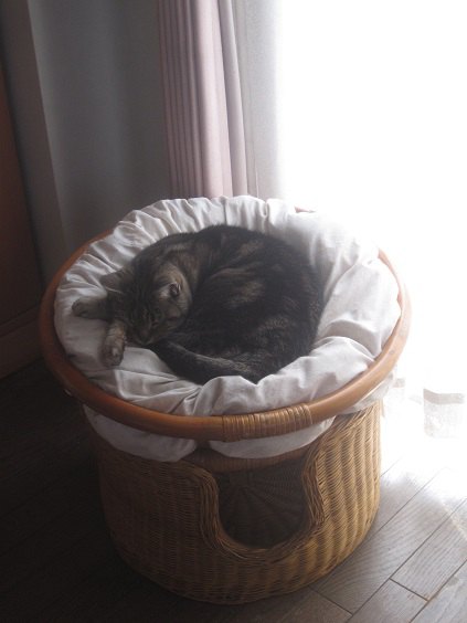 猫用ベッドのクッションの上で寝ている猫