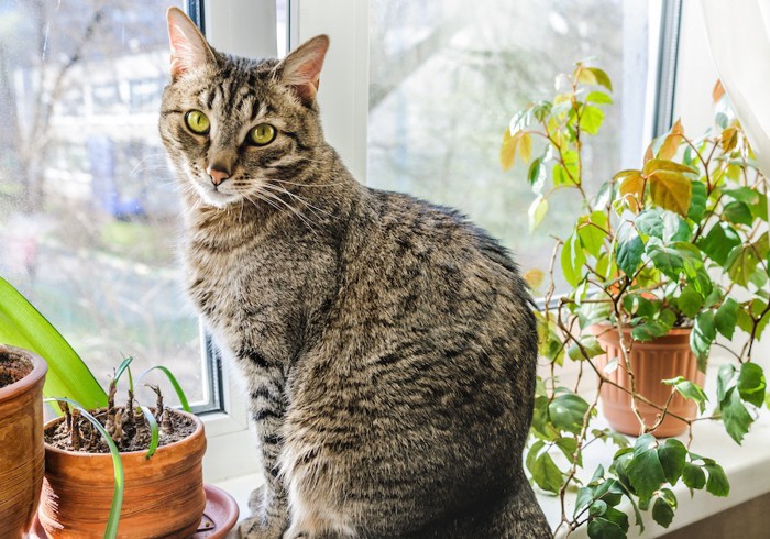 観葉植物に囲まれて座る猫