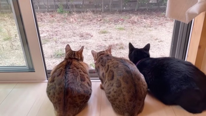 丸くなって座る3匹の猫