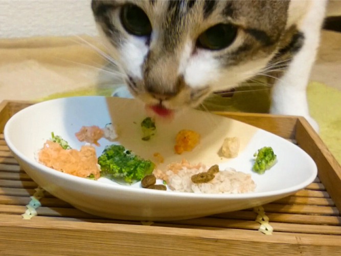 食べている猫