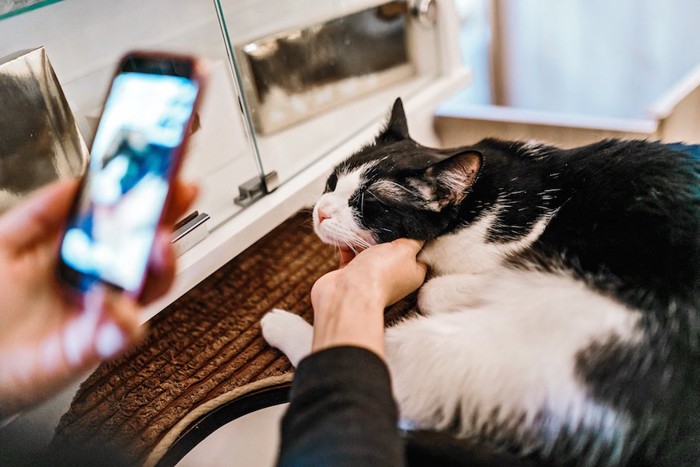 スマートフォンを持って猫を撫でる人の手