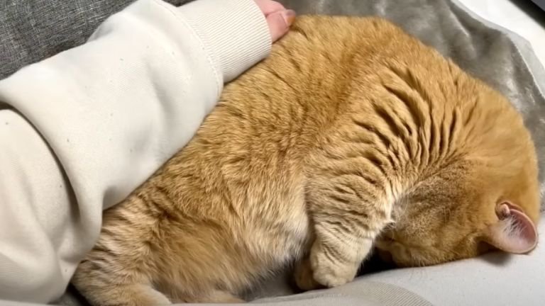 女性に撫でられながら眠る猫