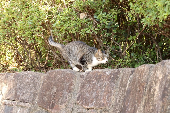 石垣の上で獲物を狙う猫