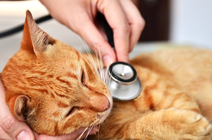 茶トラの猫に聴診器を当てる獣医師