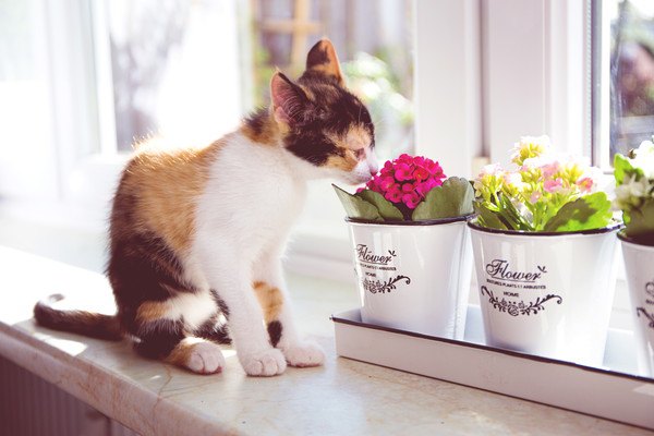 花瓶に入った花の臭いを嗅ぐ三毛猫