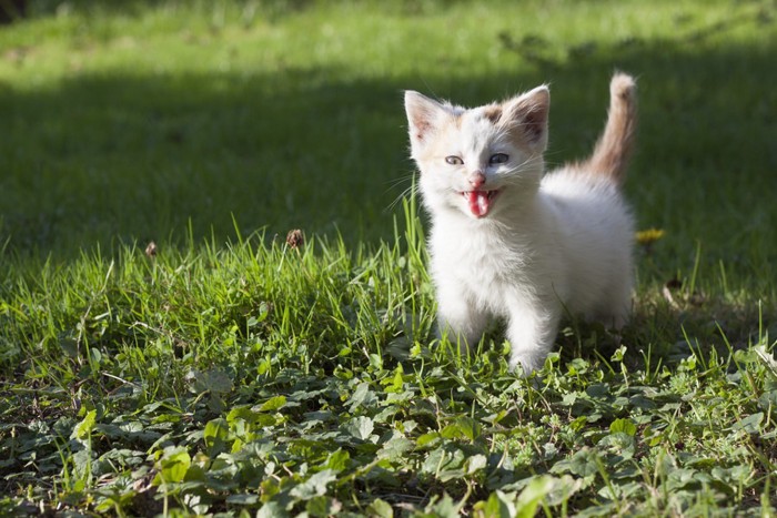 草むらで舌を出している子猫