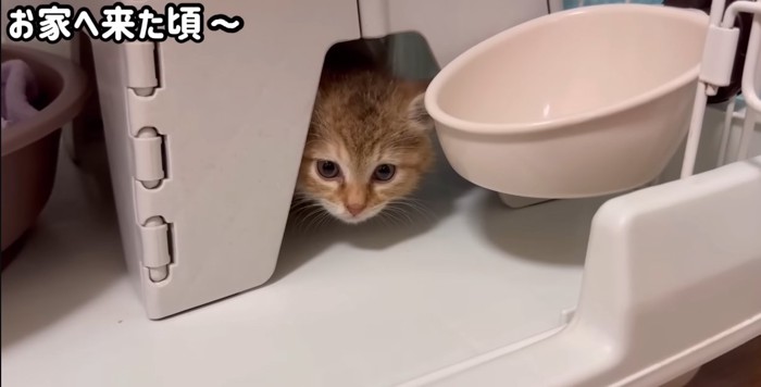 台の下に隠れる子猫
