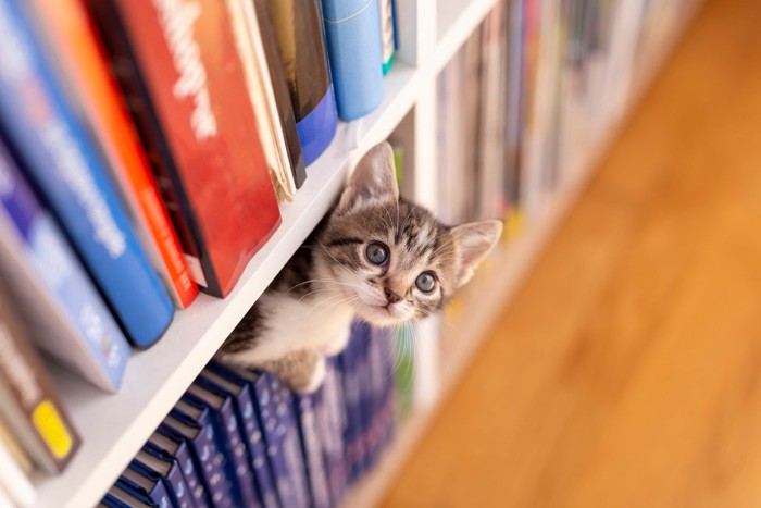 本棚の間にいる子猫