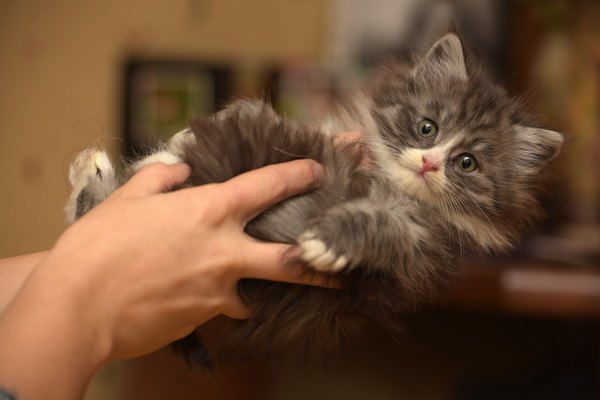 触られる灰色長毛種の子猫