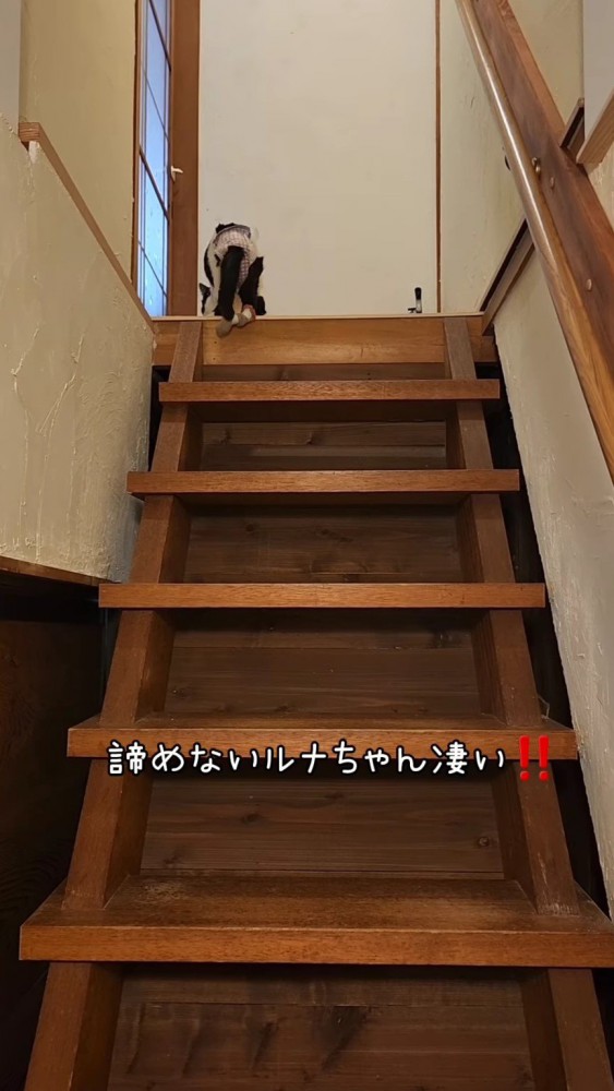階段を上る猫8